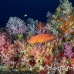 grouper_coral_hm_lan_h_0356_tha5804.jpg
